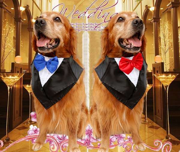 Wedding tuxedo dog outfit.